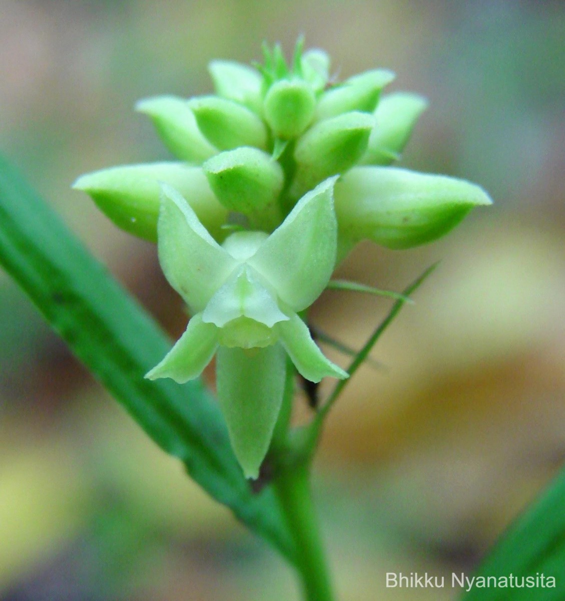 Tropidia thwaitesii Hook.f.